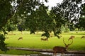 A herd of deer at the Bogor Palace, West Java, Indonesia